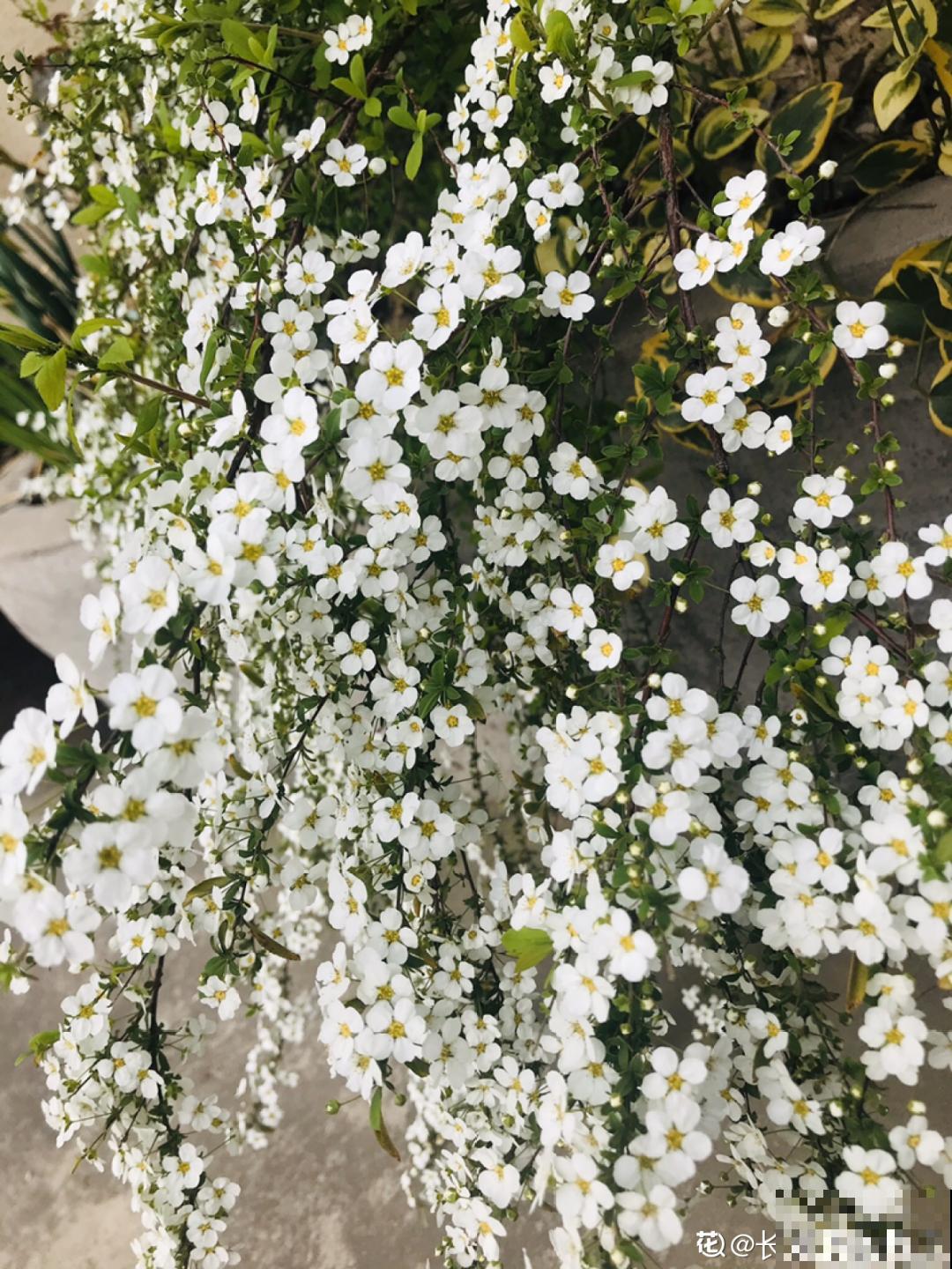 喷雪花花如其名，花量超大，开花像下雪