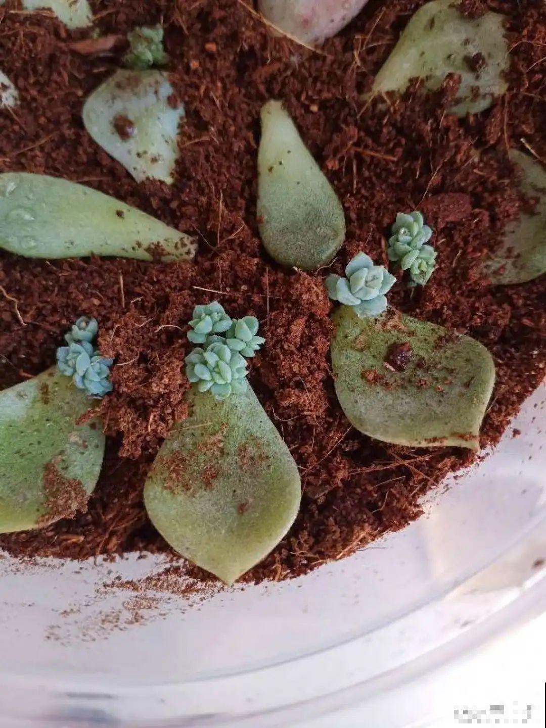 这10种花，天越热越扦插，3天冒出大白根！