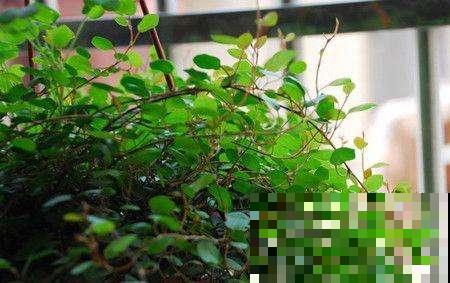 春天养盆垂吊盆栽，夏天收获一片绿荫，秋天得到绿色瀑布！