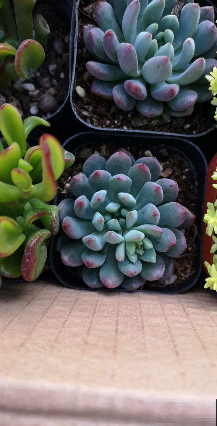 多肉不仅模样美，而且还能比花香，这俩品种阳台必备！