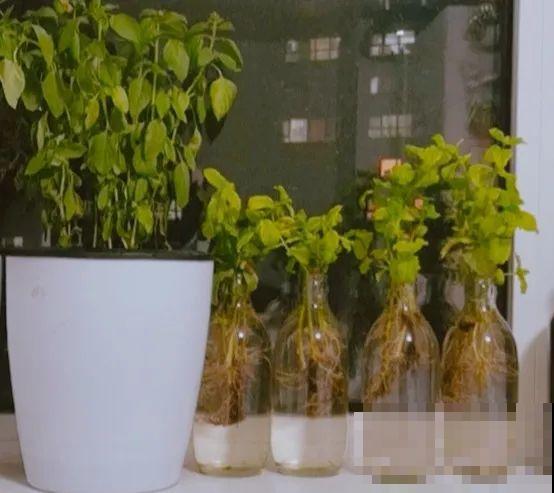 15种花超好活，掰个叉丢水里，自己发芽开出花！
