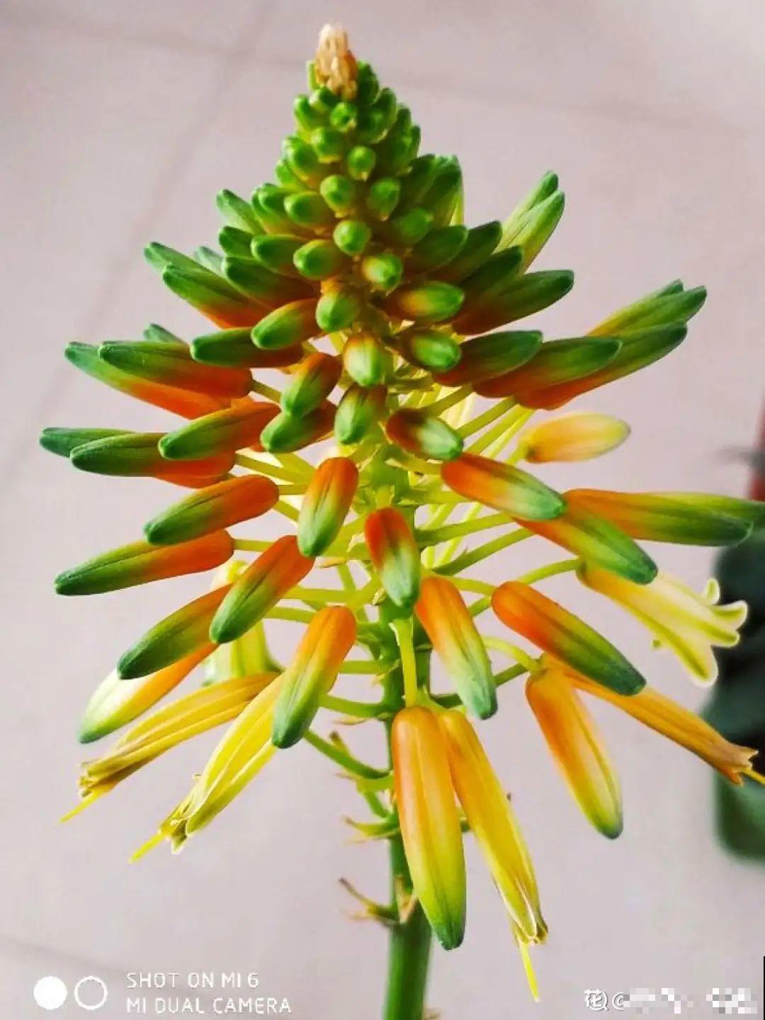 10种耐旱植物，平时少浇水，开花更准时！
