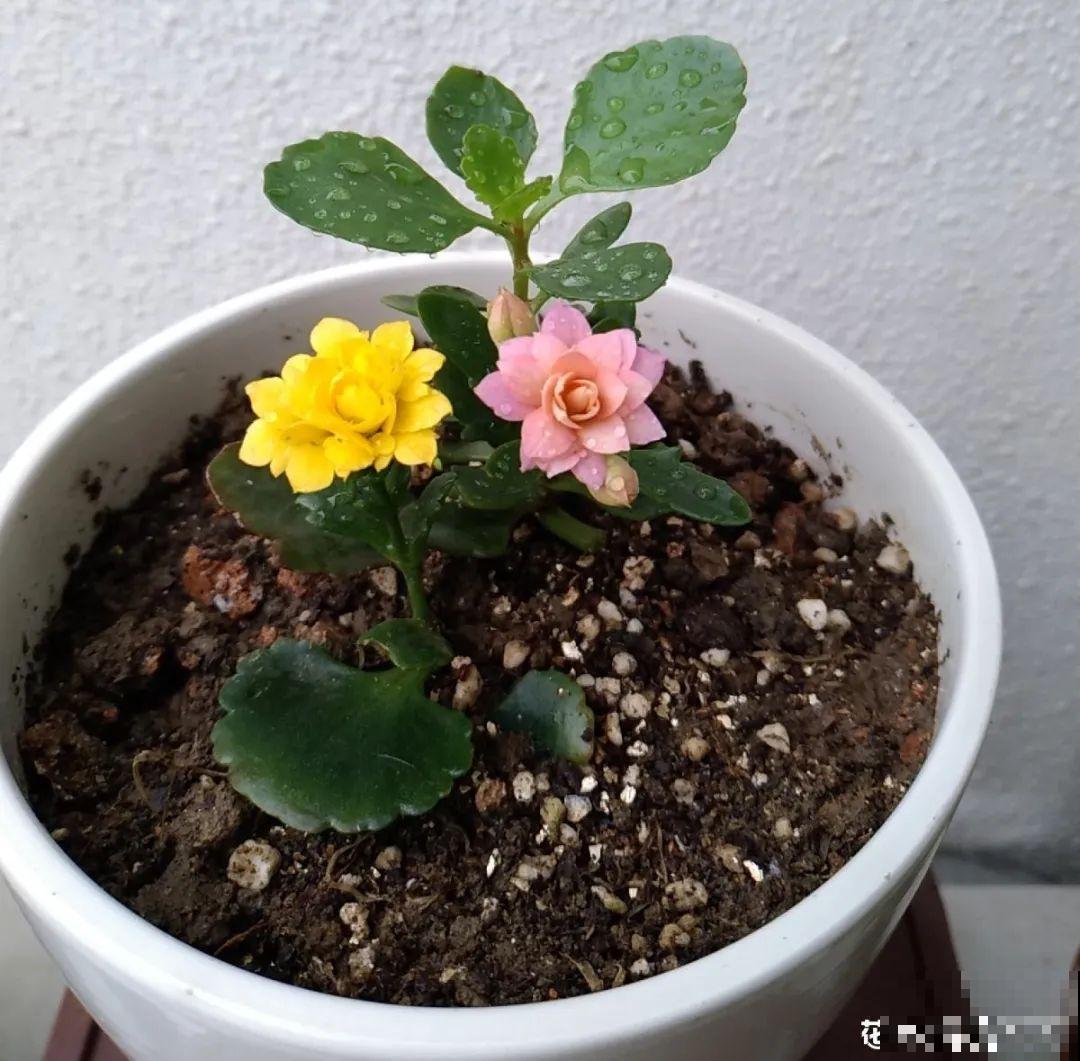 4月忙花事，修剪、扦插……现在做刚刚好！