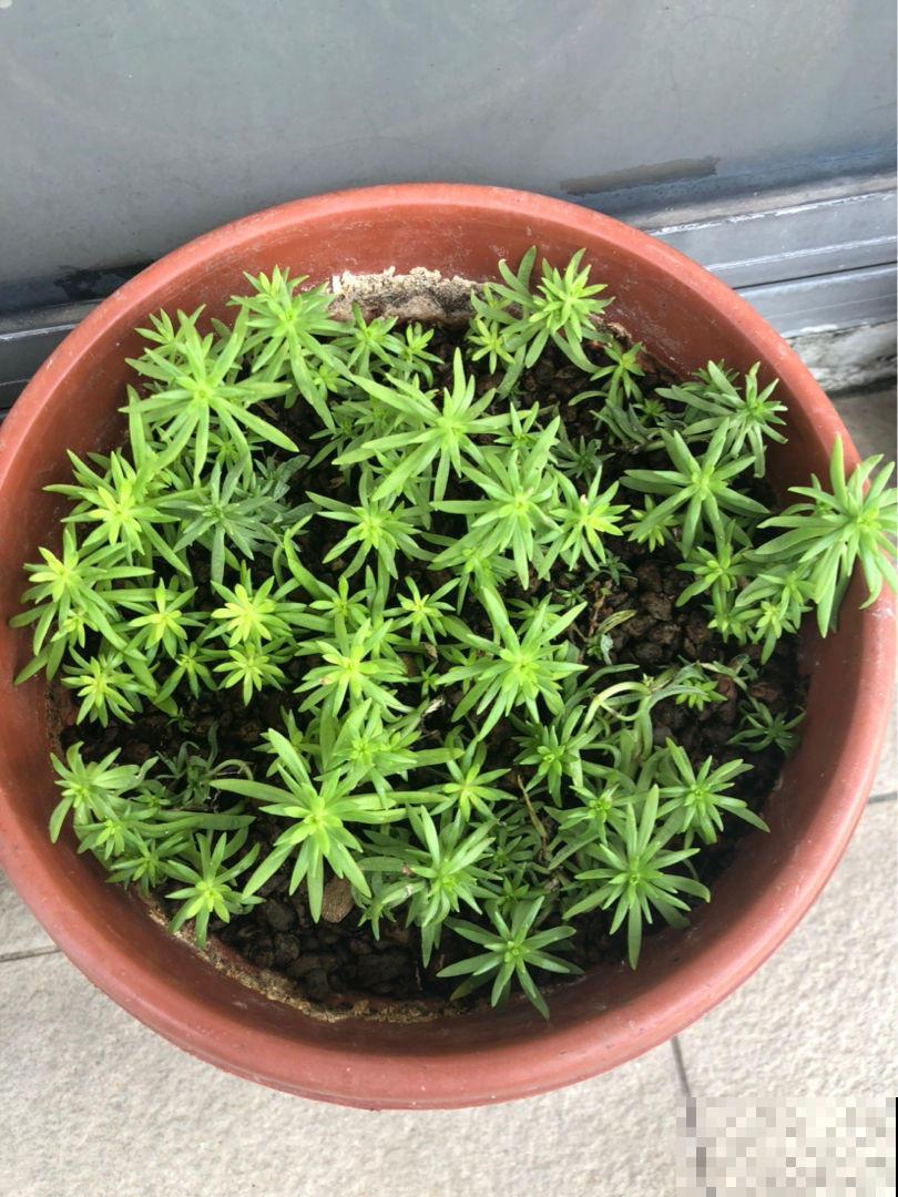 佛甲草真好养，随便一丢就猛窜，打了鸡血一样爬满盆！
