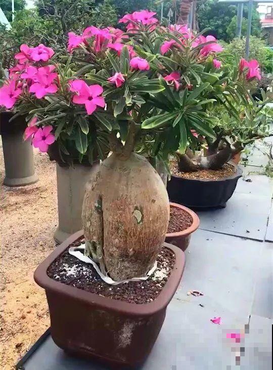 10种耐旱植物，平时少浇水，开花更准时！