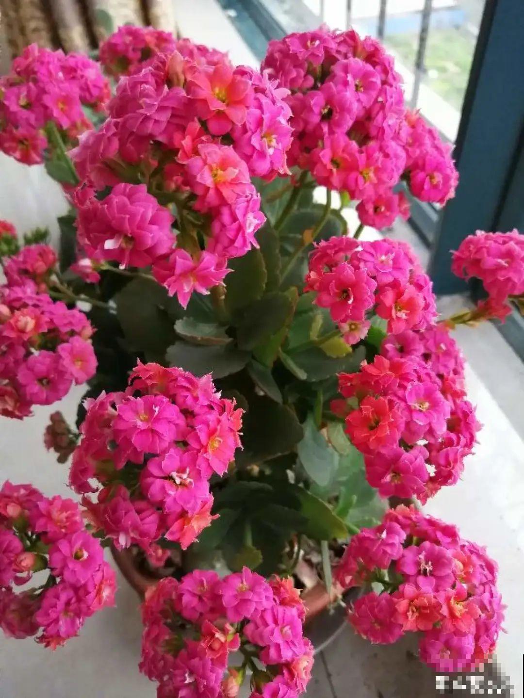 10种耐旱植物，平时少浇水，开花更准时！