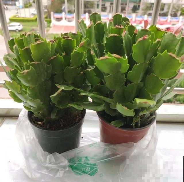 家里养盆虎皮兰，小花盆、挤着养，疯狂开花爆小崽！