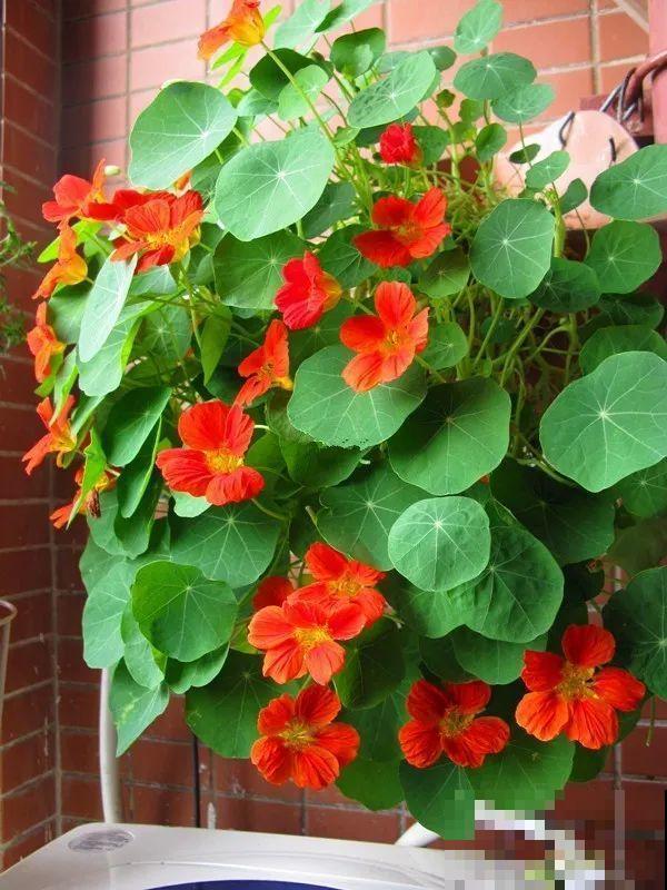 家里有这6种花，赶紧挂起来，长的快、开花一年比一年多！