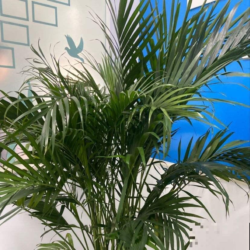 最坚挺的植物就属散尾葵，一年四季不黄叶，给点水就绿得晃眼！