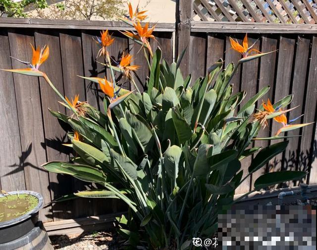 18种小众花，有趣的人都在养，开花绝对惊艳！
