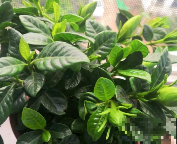 刚买的栀子花，一定不要换盆施肥，不然扛不过一周！