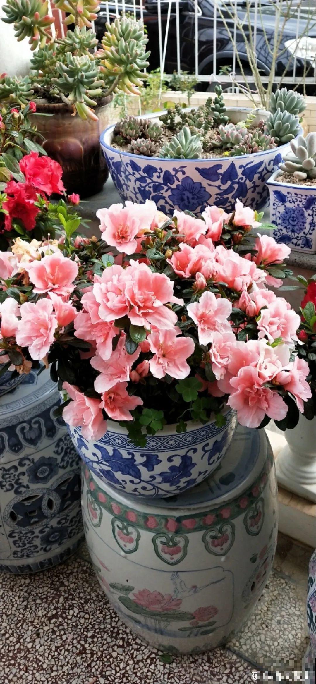 ！爱爬墙的20种花，嗖嗖爬满整面墙，看着心情就好