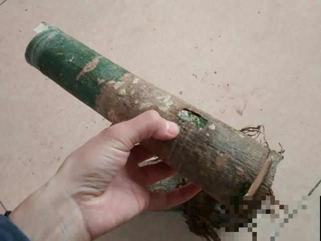 家里养盆虎皮兰，小花盆、挤着养，疯狂开花爆小崽！
