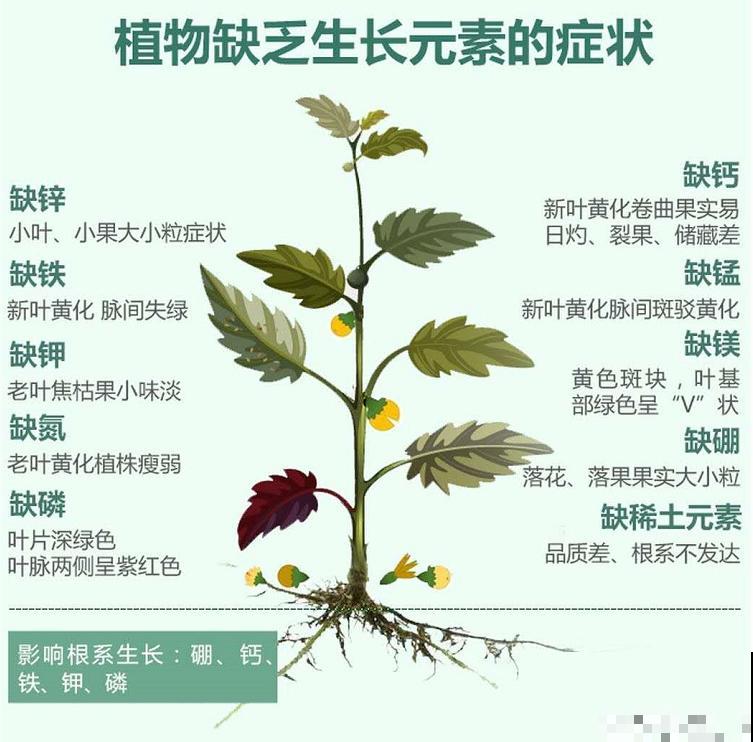 植物缺了这种肥，叶子发黄没精神，开花稀稀拉拉！