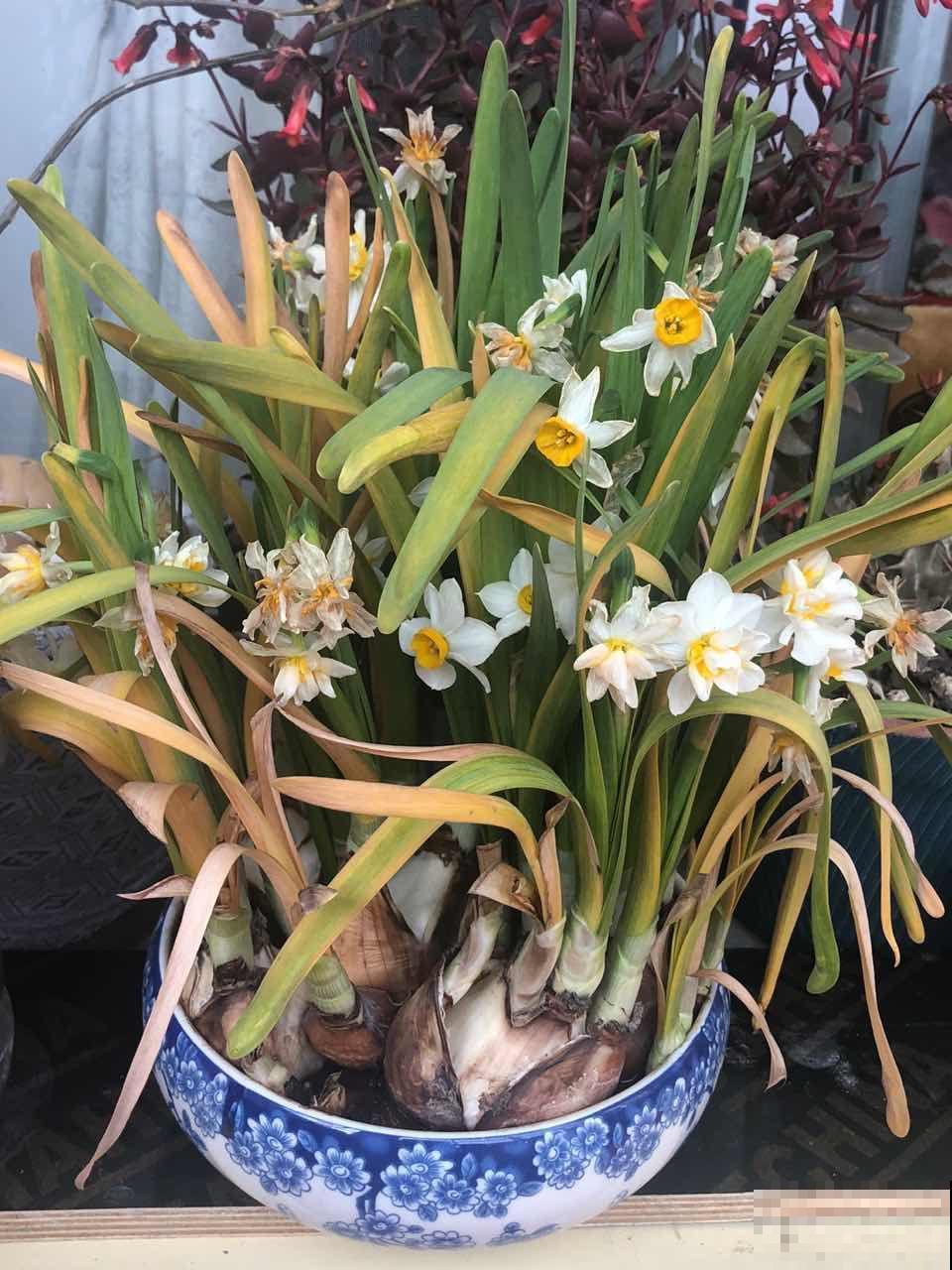 不懂花的人，开完就把花扔了，太可惜，剪一剪还能开！