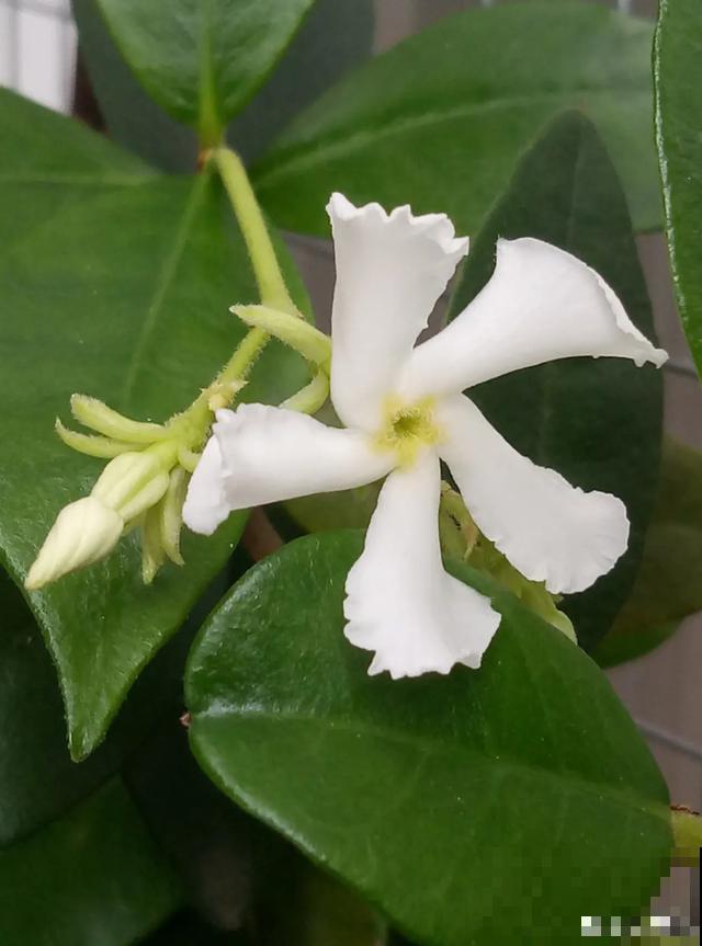 阳春三月，出门踏青，原来有这么多漂亮花！