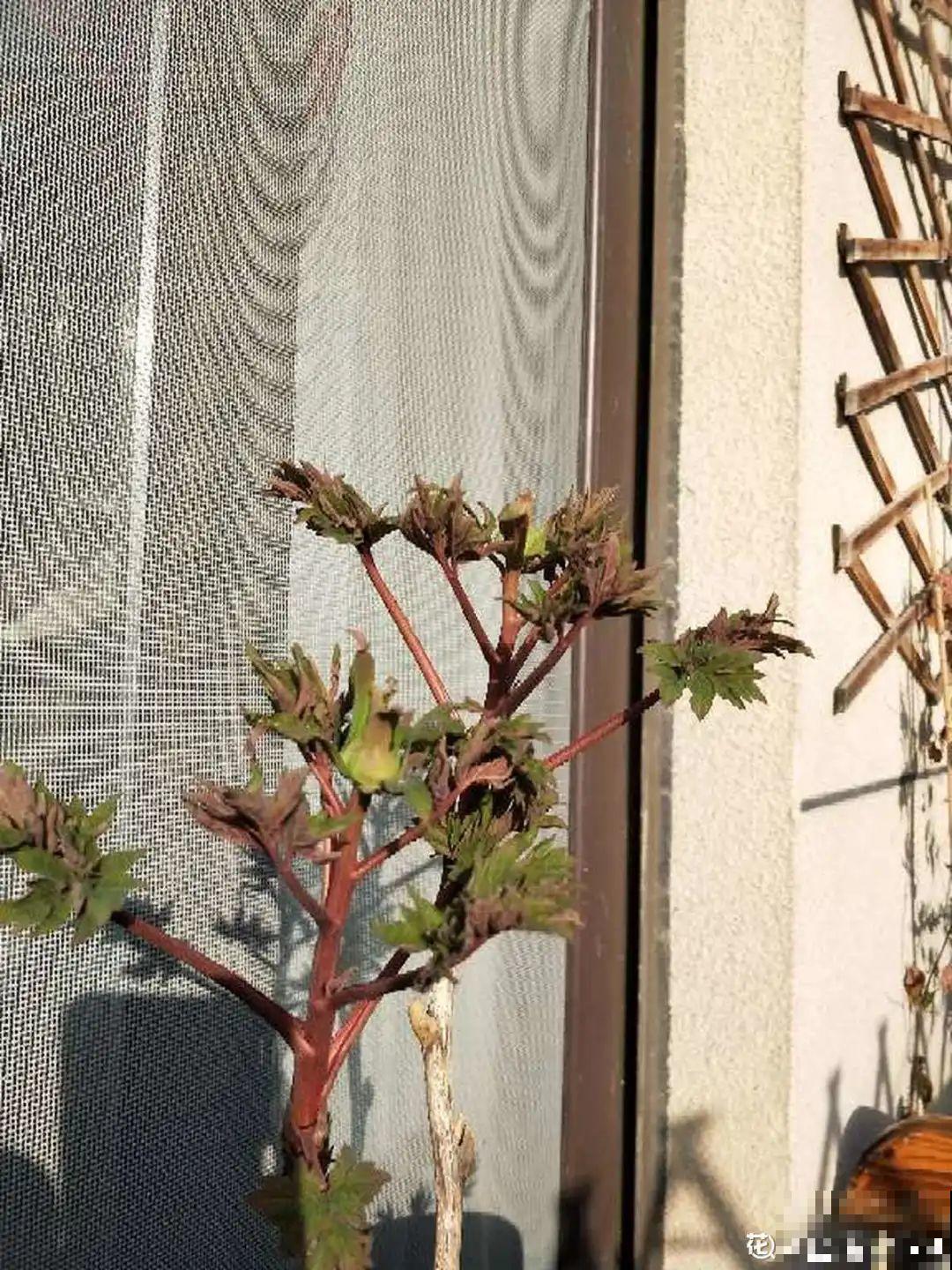 3种花春天别买了，养不活还浪费钱，简直好心疼！