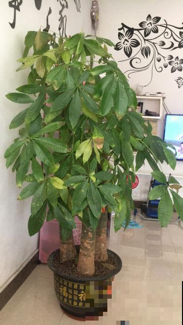 叶子发黄怎么办，用这2种小东西，一周变得绿油油！