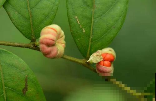 野外长出很多“小算盘”，看着好玩，但大人都不让孩子碰！