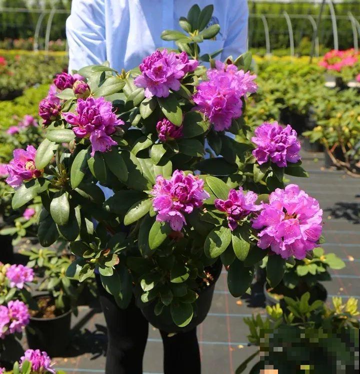 特名贵的杜鹃品种，开花比碗口还大，零下30℃冻不死！