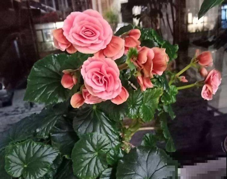 4种花堪称“夏必死”，怕热又怕涝，现在不适合买！