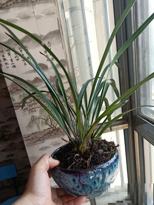 花烂根了别丢，塑料袋里捂一捂，大白根立马蹭蹭冒！