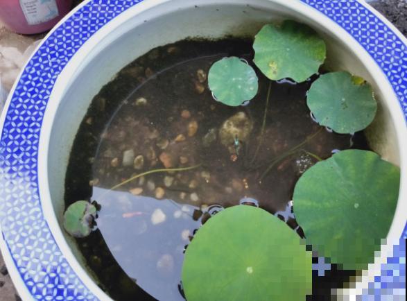 春天种碗莲，只需1粒种子1个碗，坐在家里裳荷花！