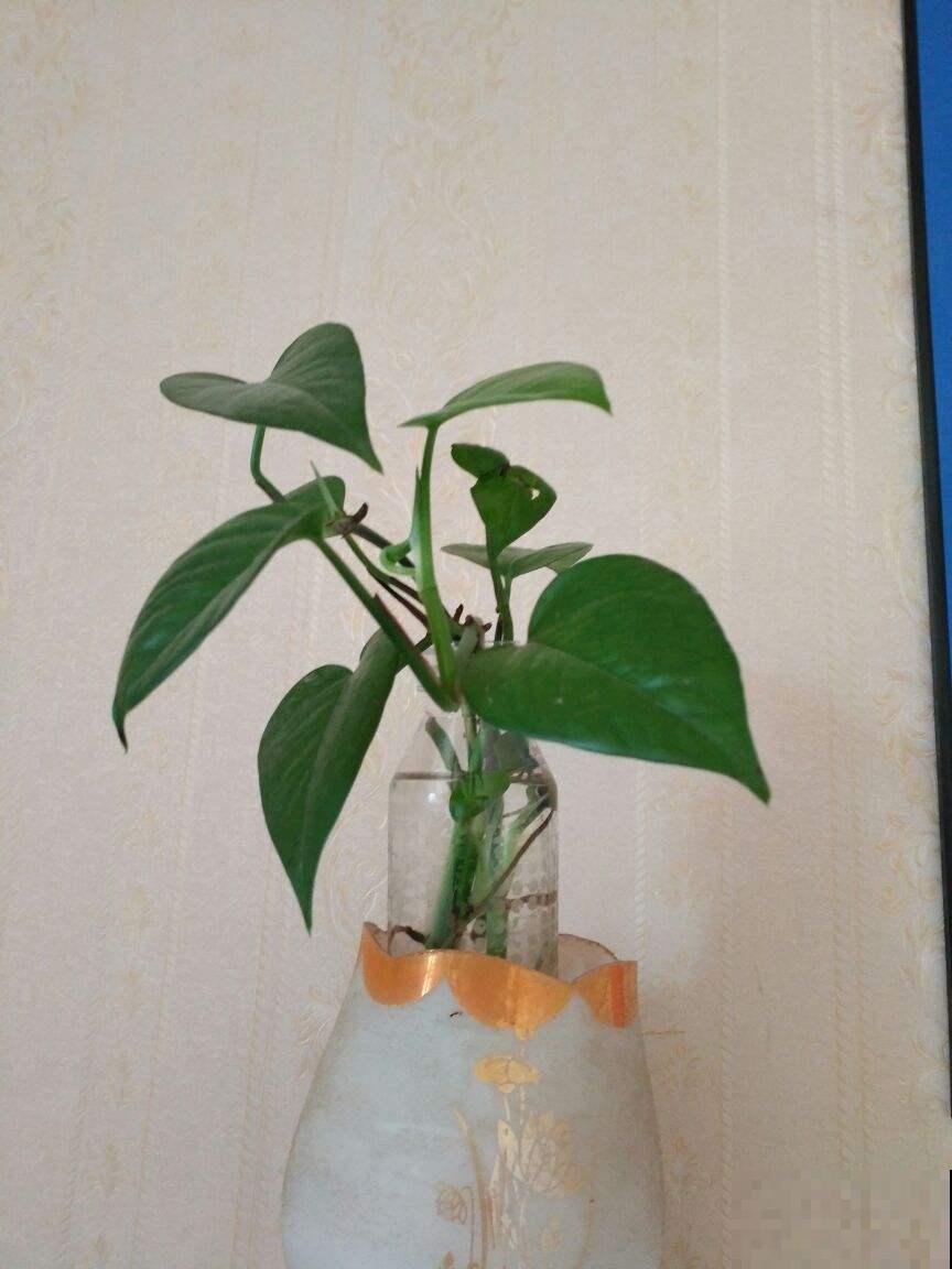 夏天绿萝老黄叶，不如薅出来塞水里，分分钟长出好几米！