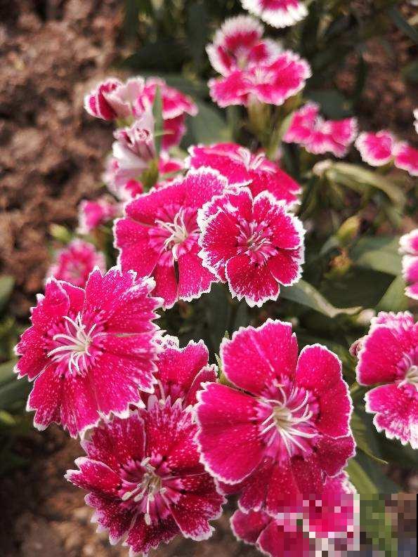 春天养这7种草花，开花像彩虹，养两盆就能把春天带回家