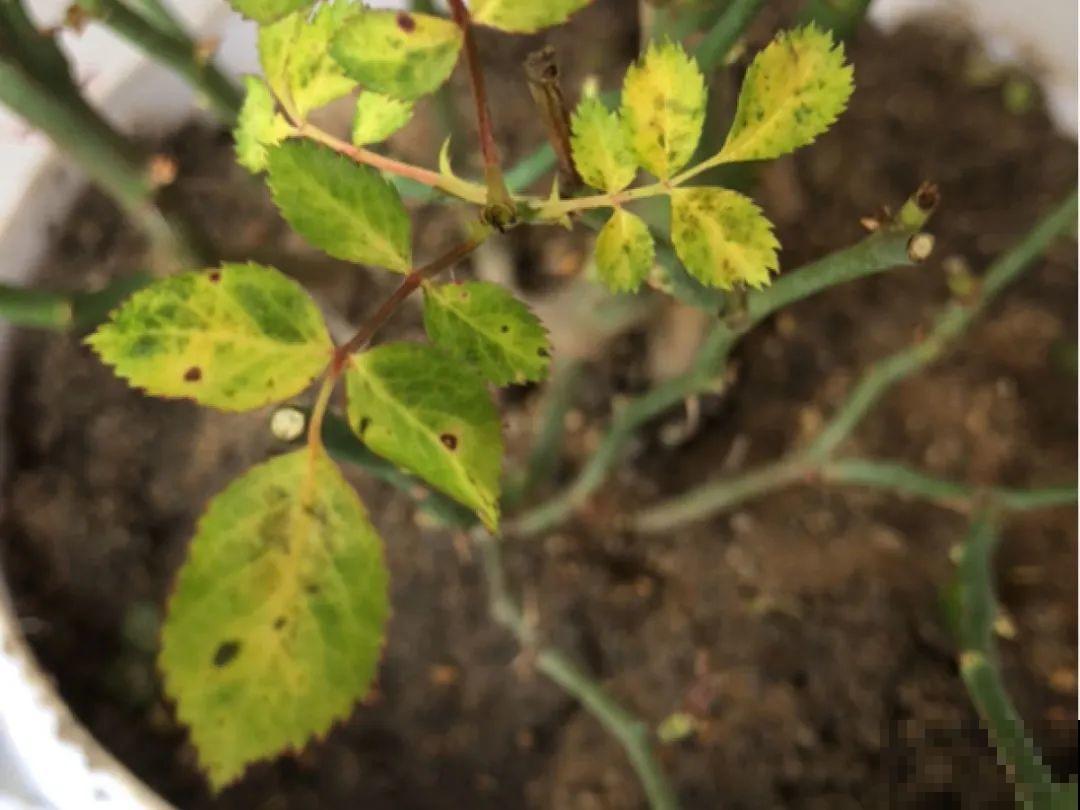 公认难养的6种花，新手慎买，养不活还浪费钱