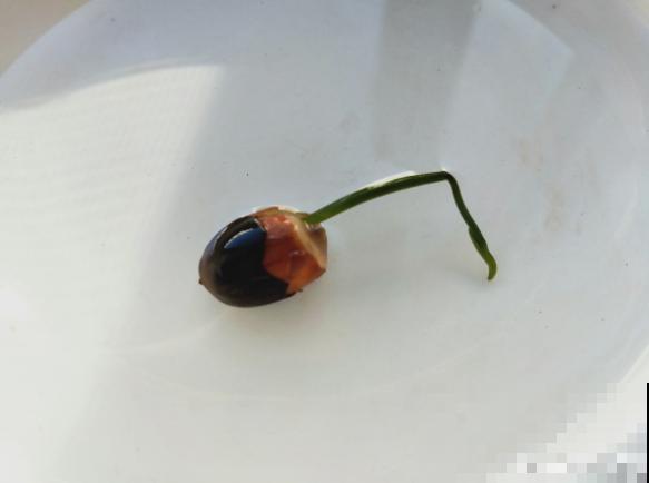 春天种碗莲，只需1粒种子1个碗，坐在家里裳荷花！