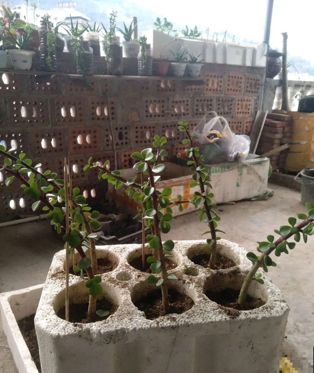 路边挖1棵马齿苋，2个月养成老桩，真值钱！