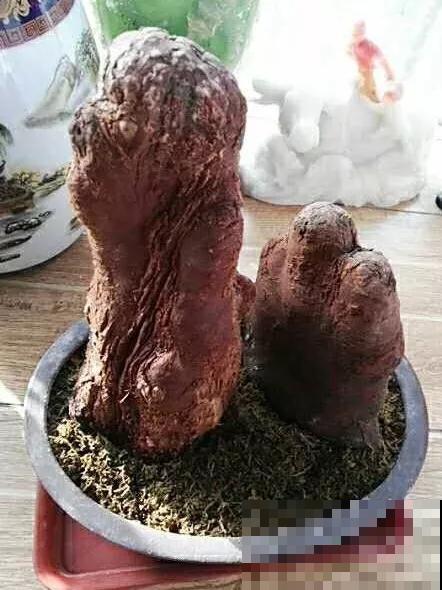 春天买花要注意，6种花千万别买，都是骗人的！