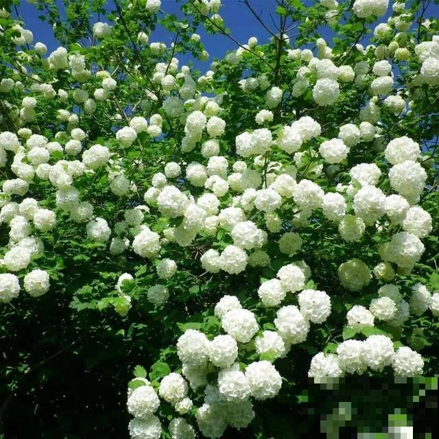 如果你有个院子，那一定要养这5种花，开花又多又香！