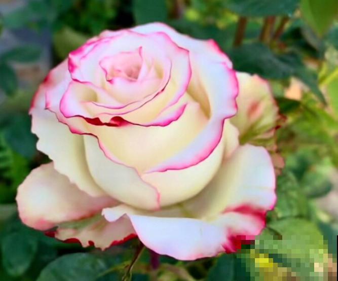 老花农透露的5个小偏方，养啥花都旺，叶子嗖嗖长！