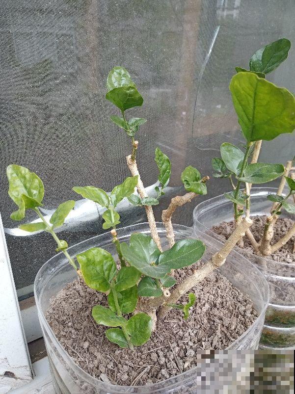 你家花经常掉叶子，有没有想过是浇水出问题？赶紧改了！