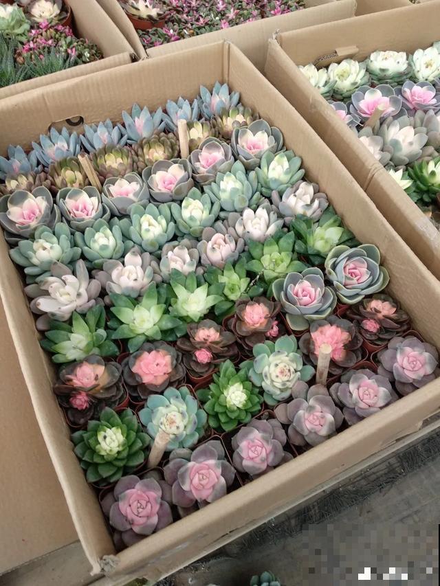 春天买花要注意，6种花千万别买，都是骗人的！