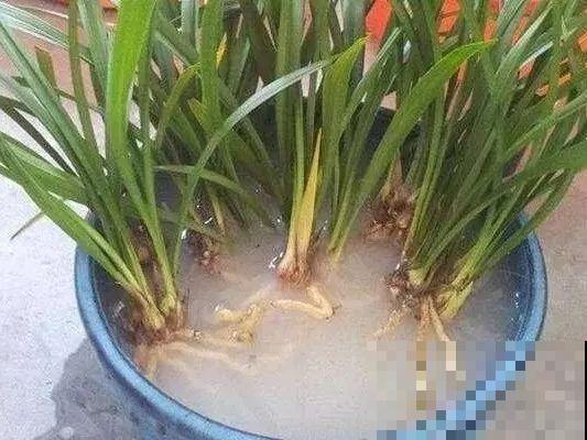 6种兰花，一开花香飘满屋，越养越值钱！
