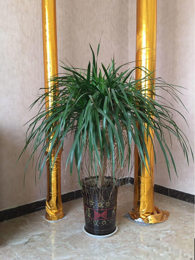 办公室的花盆栽棵龙血树，霸道大气，彰显你的显贵身份！