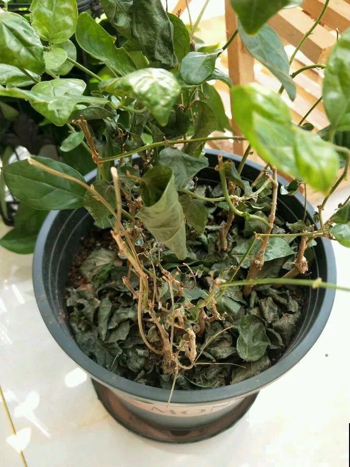 花一到春天就蔫巴，那是浇水浇少了，赶紧补水