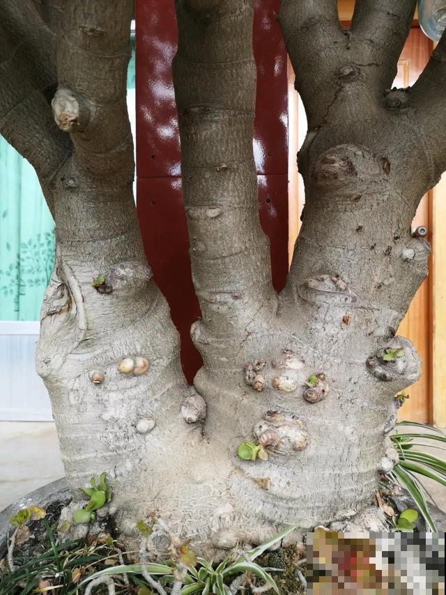 嫌花长得丑，趁现在砍头，满盆都是新叶子！