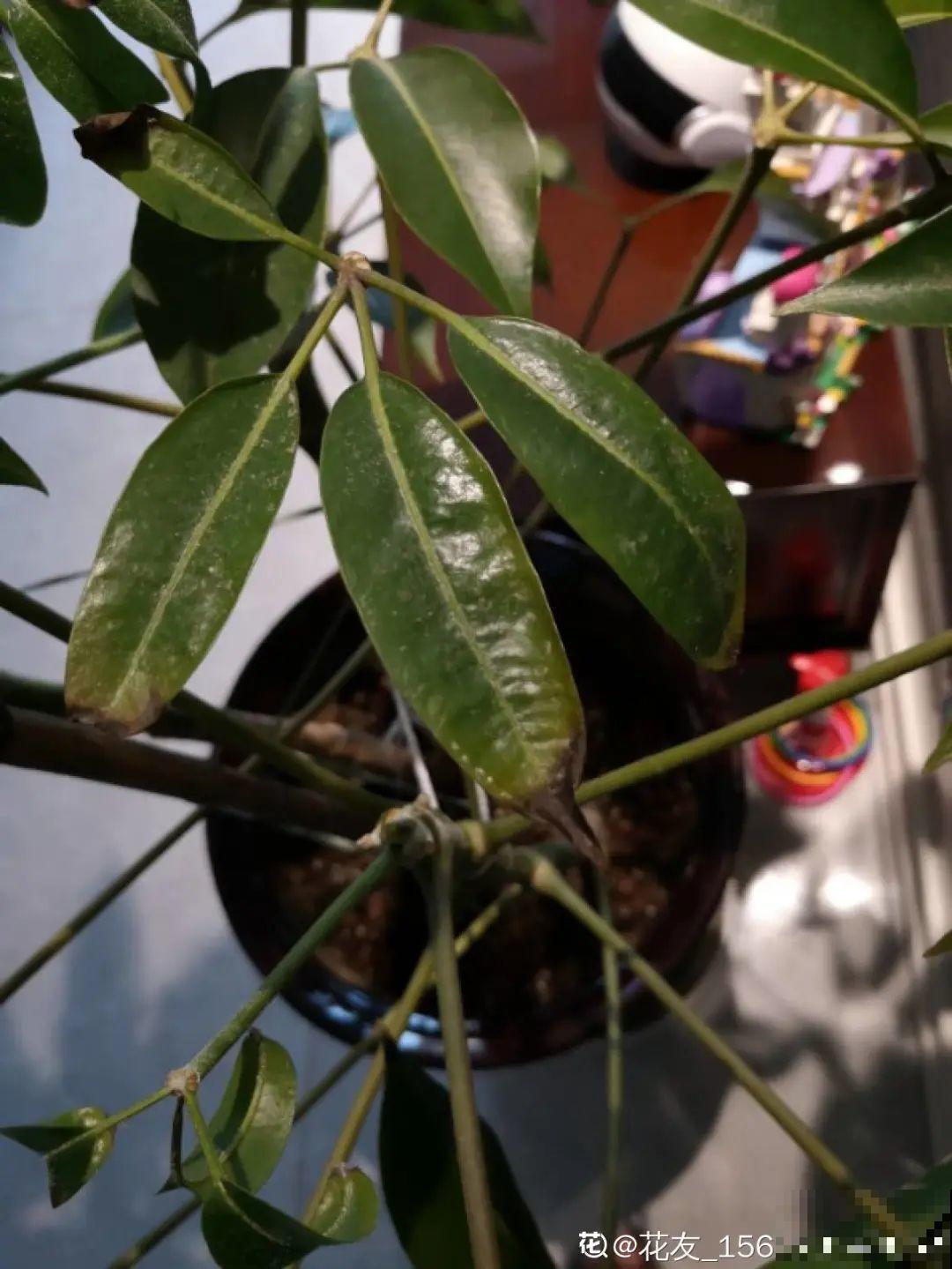 给花喷点杀菌水，虫子全杀死，杀菌消毒叶子绿！