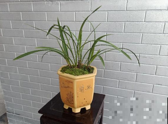 这花耐阴怕晒，摆在家里上档次，开花满屋子香味！
