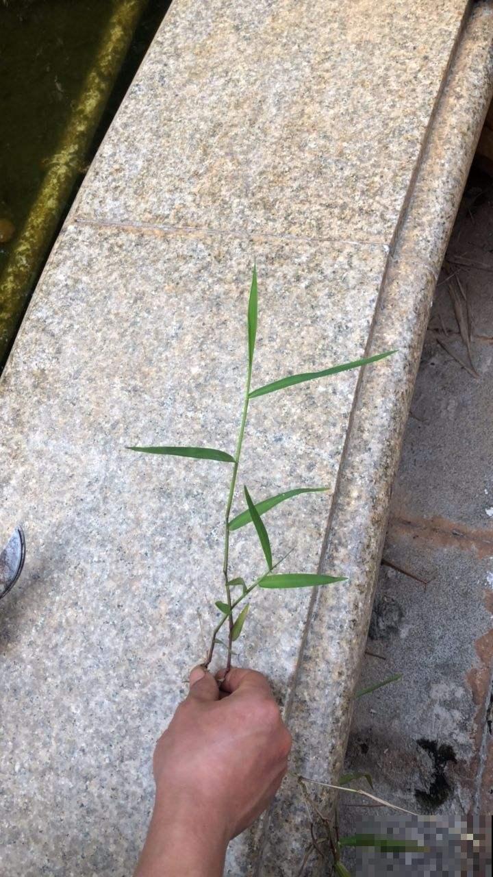 路边常见的野草马唐，是家畜最爱的小零食，种花盆里也有趣！