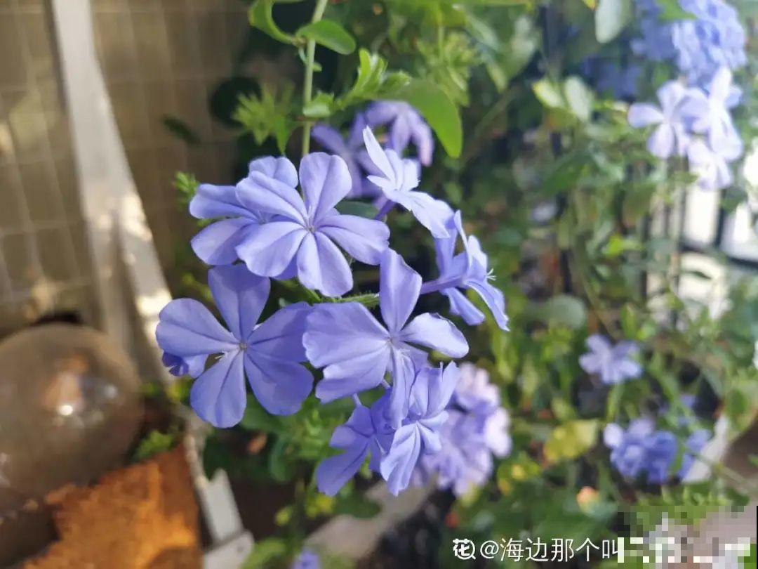 这花春天长最快，俩月爬满一面墙，从3月开到11月！