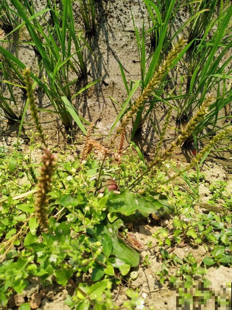 6种农村常见野草，小时候天天见，没想到药用价值如此高