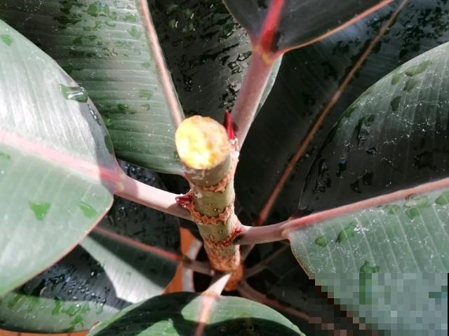 嫌花长得丑，趁现在砍头，满盆都是新叶子！