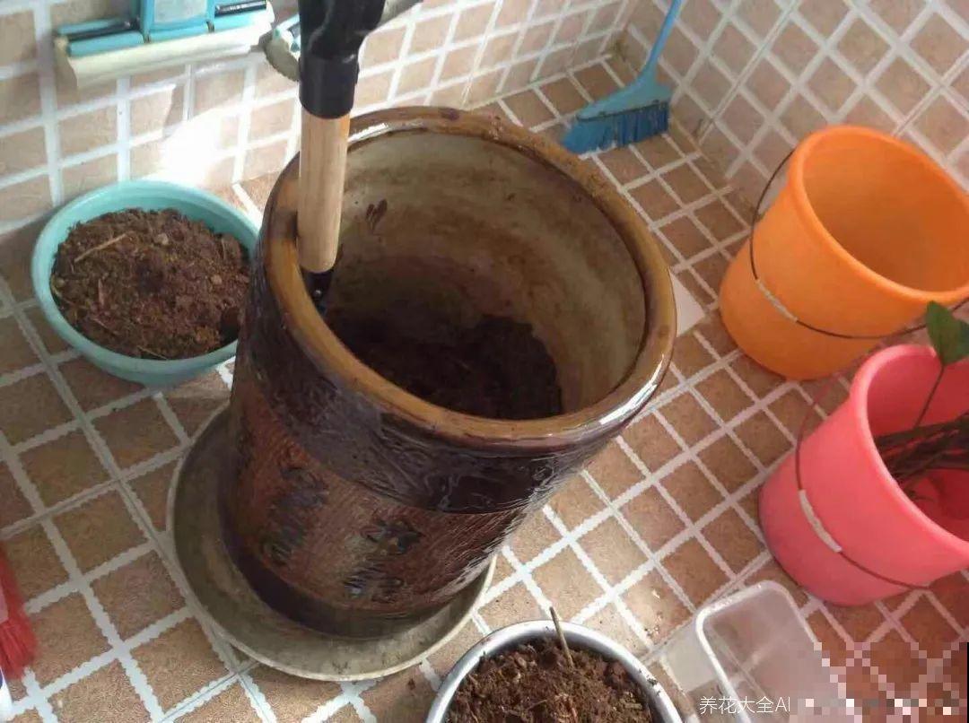 换盆的最佳时机到了，换完花儿就疯长，错过会后悔！
