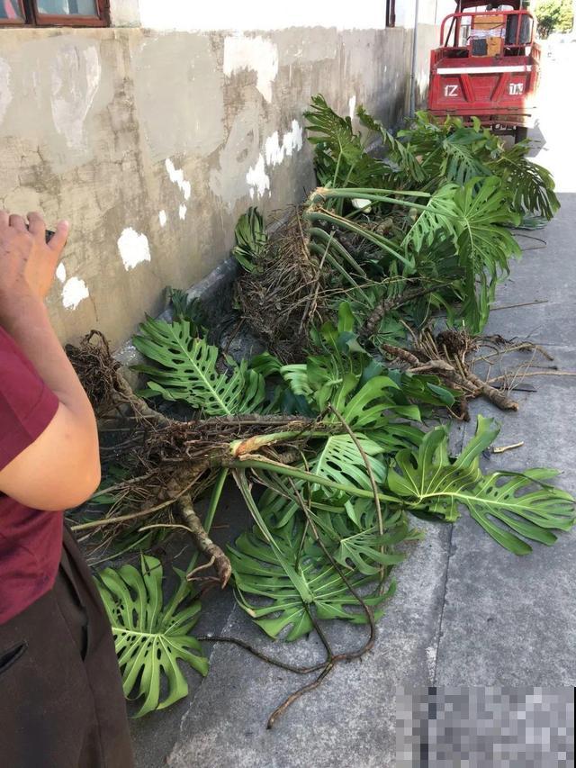 6种花能养成巨无霸，摆在家门口，路过的都称奇！