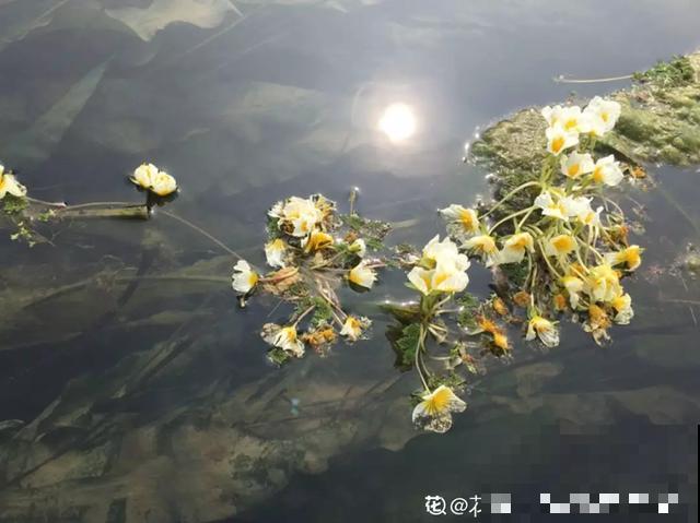 10种爱喝水的花，1天1大桶，反而越来越疯长！
